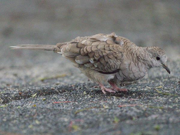 <h3>Columbina inca / Inca dove / Incaduif</h3>OM-1 Mark II with OLYMPUS M.150-400mm F4.5, 1/1000 sec at F4.5, ISO 10000, distance 5.96 m